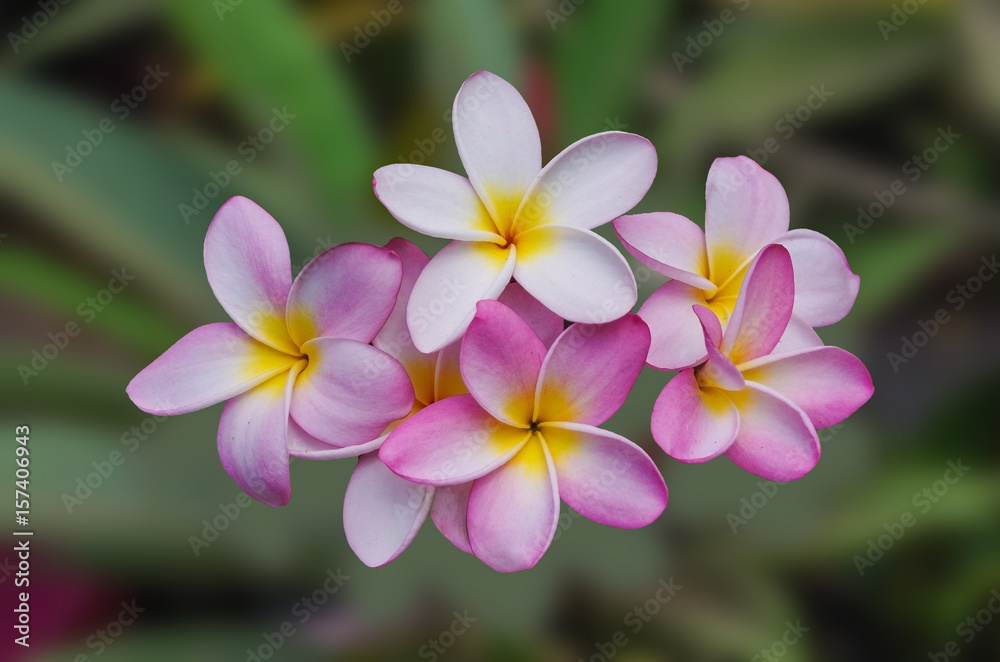 Amazing flowers of a tropical tree. Plumeria (frangipani) Amazing flowers of a tropical tree. Plumeria (frangipani)