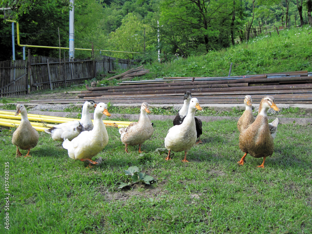 ducks in village ducks in village