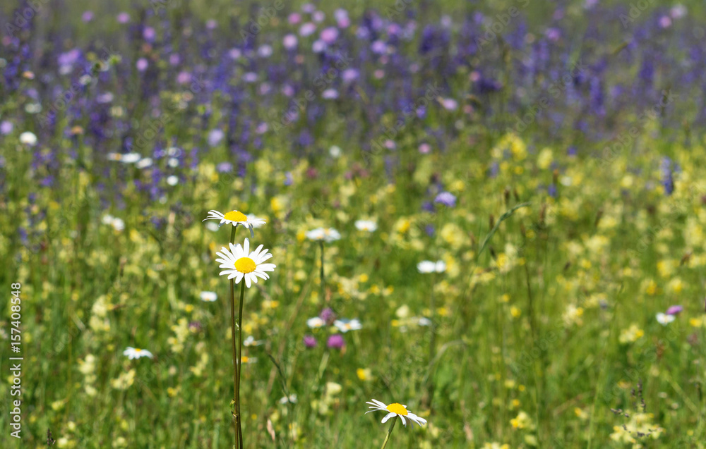 Bunte Blumenwiese im Frühling Bunte Blumenwiese im Frühling