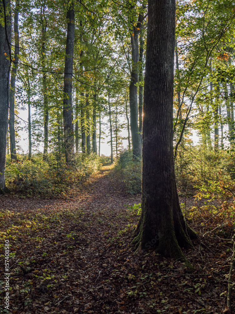 FORET ET CONTRE JOUR FORET ET CONTRE JOUR