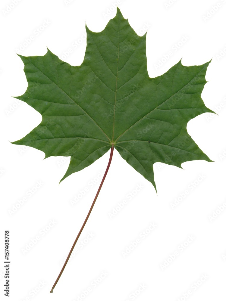 Fototapeta premium leaf of maple tree isolated