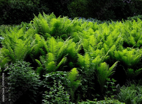 fern plants in a garden