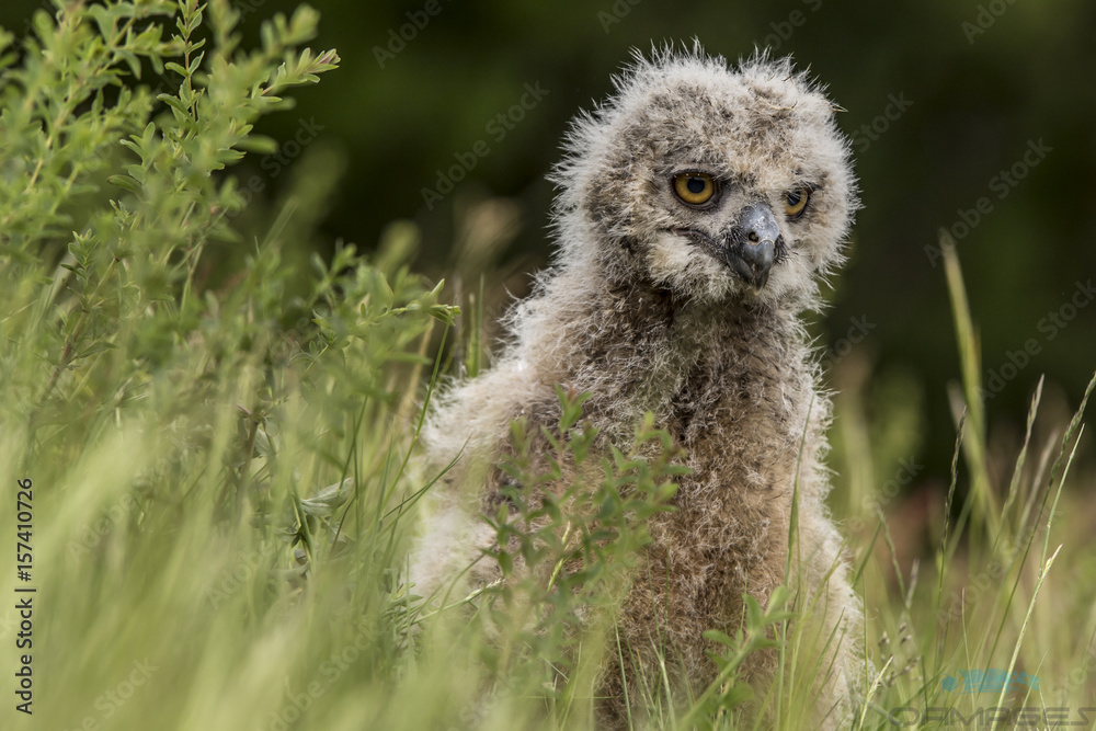 Baby Owlet