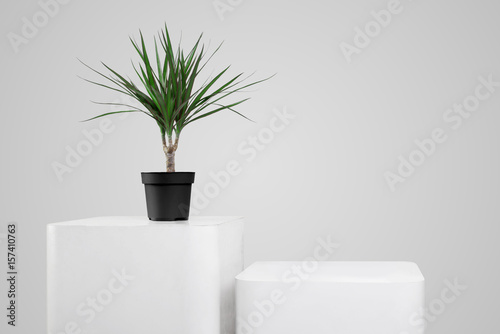 Dracene flowerpot