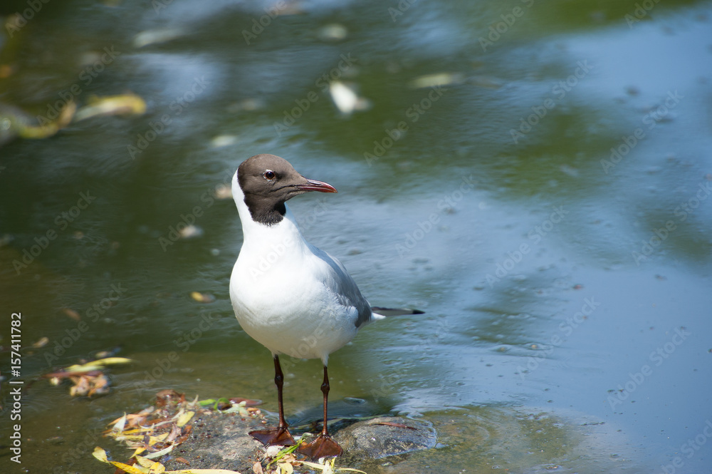 Vogel auf Felsen Vogel auf Felsen