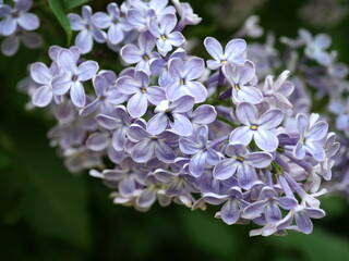 Papier peint photo Lilas Fleurs de sureau en grappes blanches  © Witold Krasowski