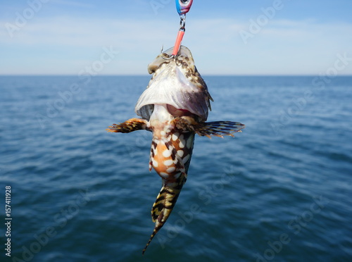 sea fish lophius piscatorius photo