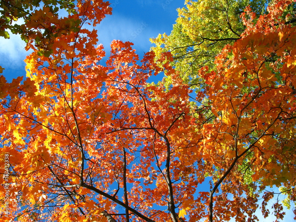 A look at the sky in autumn forest A look at the sky in autumn forest