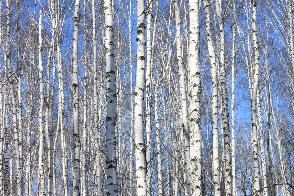 Trunks of white birches against blue sky in autumn