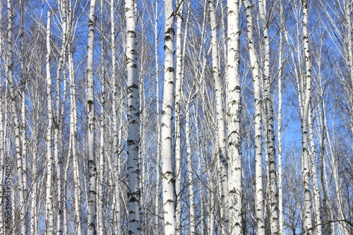 Trunks of white birches against blue sky in autumn