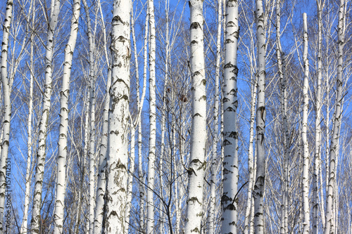 Trunks of white birches against blue sky in autumn