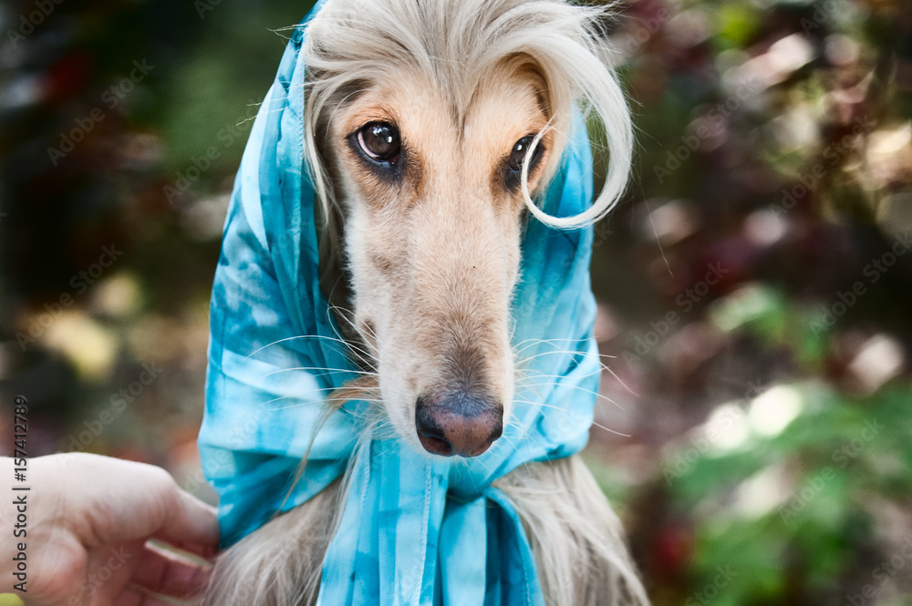Girl dresses a blue headscarf on a dog. Afghan grey hound in a scarf. The  concept of women of fashion, flirt. Beauty salon, grooming, dog care,  hairstyles for dogs, dog stylist Stock