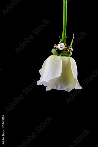 white rose wearing golden ring with shiny diamond stone