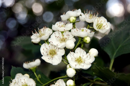 White flowers of hawthorn 