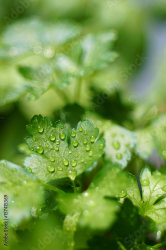flat leaf parsley (petroselinium crispum neapolitanum) - upright format photo
