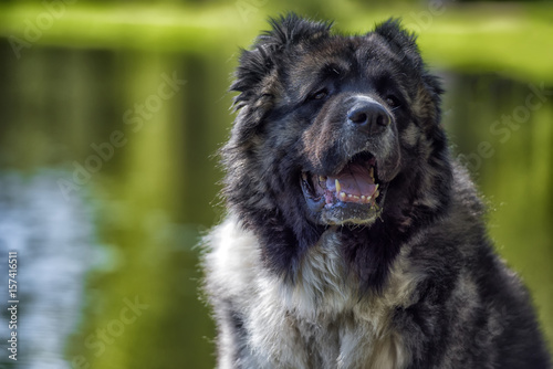 Caucasian sheepdog portrait photo