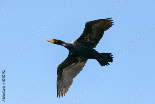 Double-crested Cormorant Gliding Over A Lake