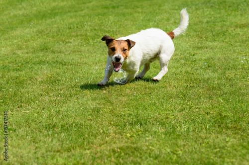 Dog catching soap bubbles with mouth on green grass background