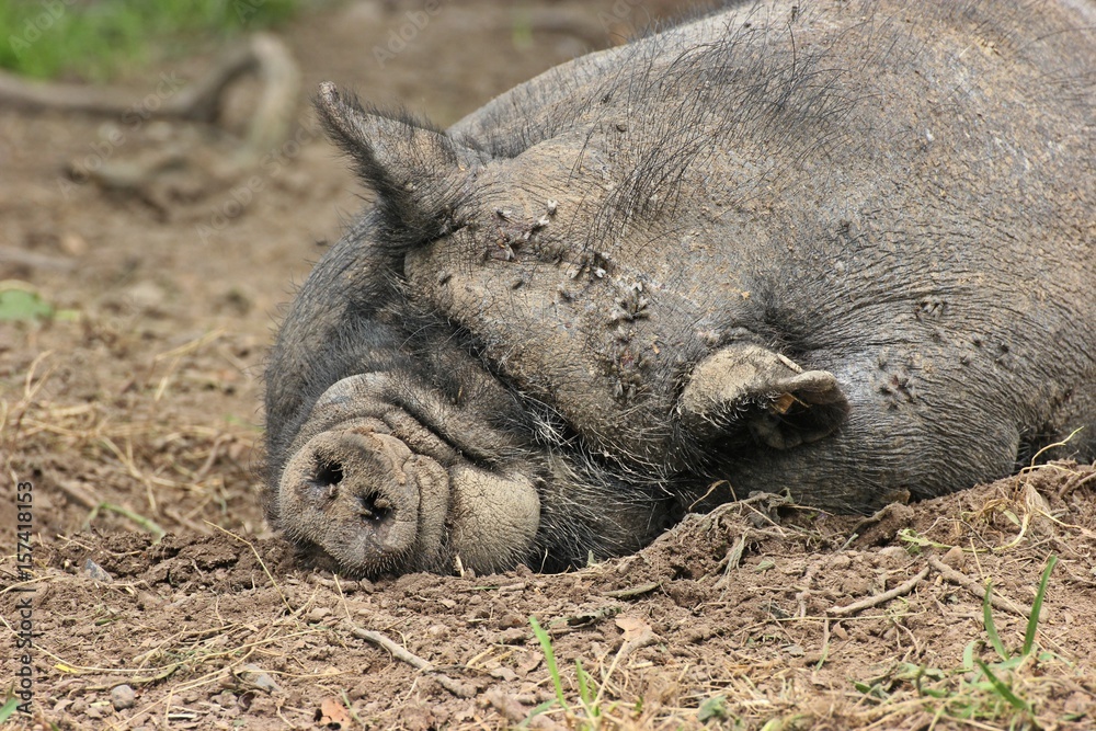 Schlafendes Hängebauchschwein mit Fliegen
Schlafendes Hängebauchschwein mit Fliegen