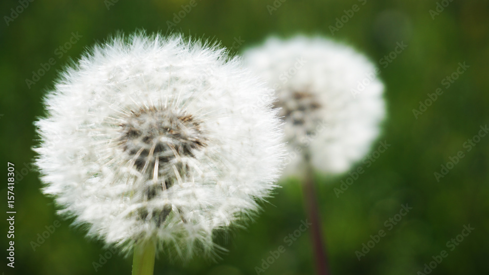 Fototapeta premium Dandelions. Macro photography