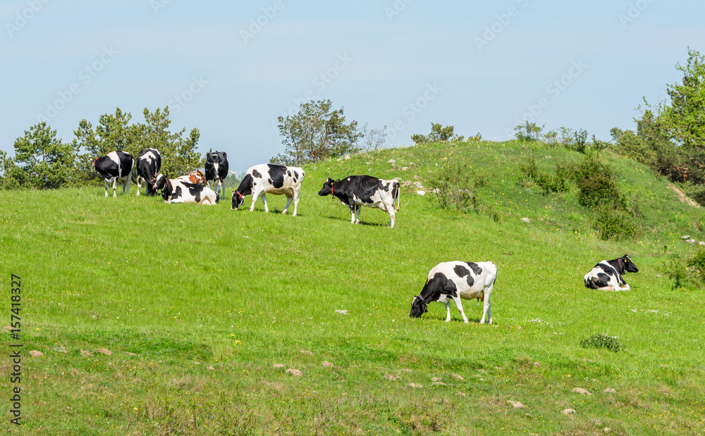 Dairy cows on green hillside pasture. Location Brosarp in Scania, Sweden. Dairy cows on green hillside pasture. Location Brosarp in Scania, Sweden.