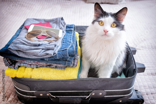 Fototapeta Naklejka Na Ścianę i Meble -  Cat sitting in the suitcase