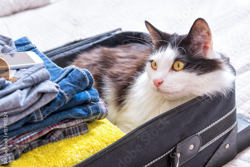 Fototapeta Naklejka Na Ścianę i Meble -  Cat sitting in the suitcase