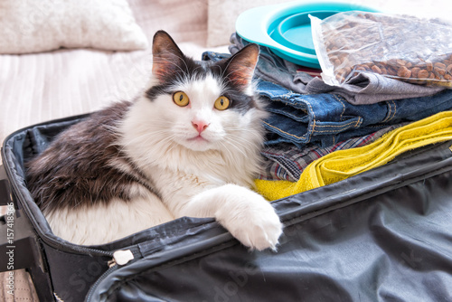 Fototapeta Naklejka Na Ścianę i Meble -  Cat sitting in the suitcase