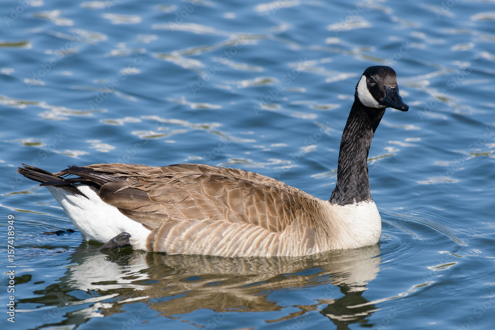 Canada Goose Swimming in a Lake Canada Goose Swimming in a Lake