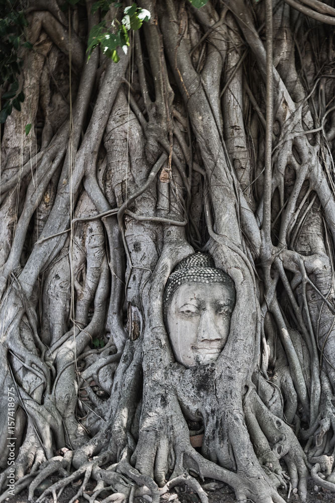Stone Head Buddha in tree root