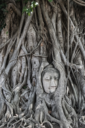 Stone Head Buddha in tree root