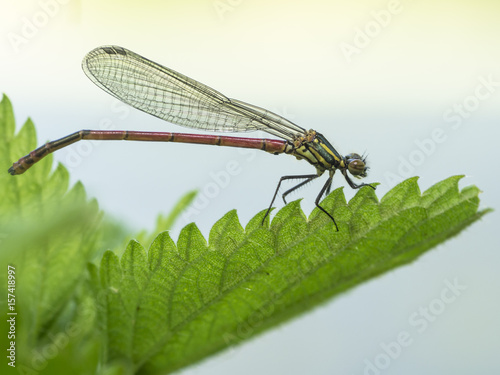 Seitliche Ansicht einer frühen Adonislibelle auf einem Blatt. photo