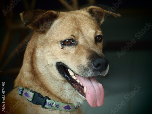 Brown dog is tongue tongue Makes me smile