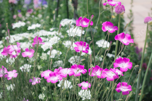Beautiful  colourful  flowers blooming  in the garden