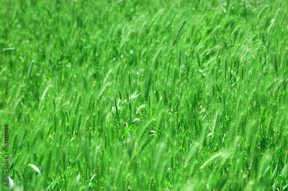 Background from a bright green beautiful grass Background from a bright green beautiful grass