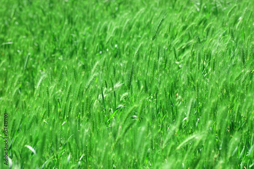 Background from a bright green beautiful grass