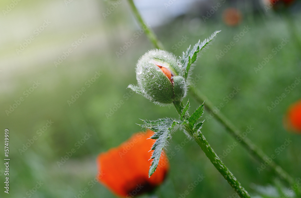 Beautiful red poppy, close-up photo of spring flower, symbol of commemorate military personnel who have died in war. Also simbol of sleeping and death.