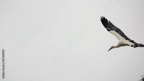 White stork flying in slow motion