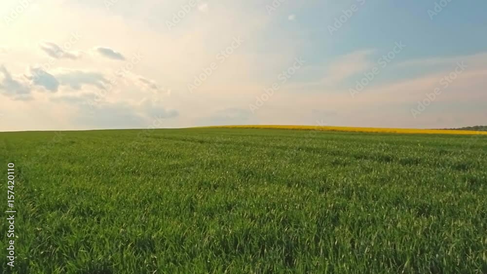 Green field and sky with clouds at sunset summer landscape Green field and sky with clouds at sunset summer landscape