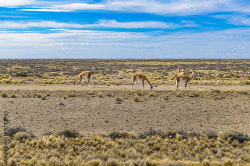 Group of Guanacos at Patagonia Landscape, Argentina