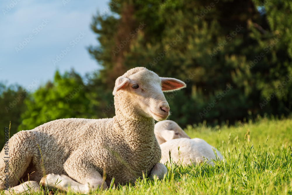 Obraz premium sheep and lamb in the grass (meadow)