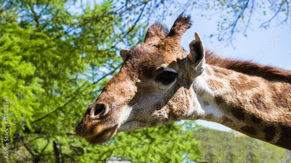 Naklejka premium The giraffe is the tallest land animal on the planet.