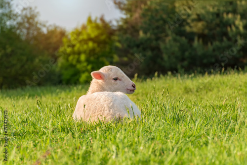 white lamb lies in the grass (meadow)