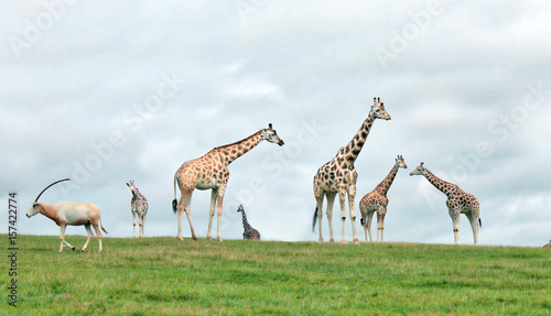 Fototapeta Naklejka Na Ścianę i Meble -  Giraffes In Field
