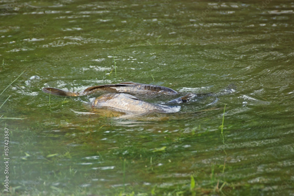 Fototapeta premium Spiegelkarpfen (Cyprinus carpio) beim Ablaichen