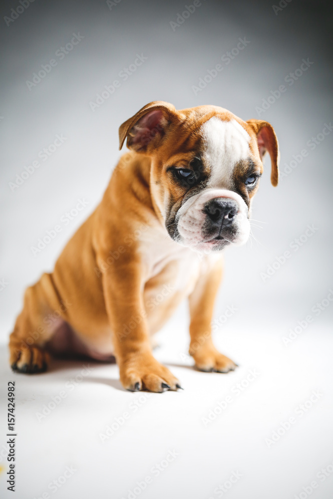 Cute Bulldog Puppy Posing for the Camera