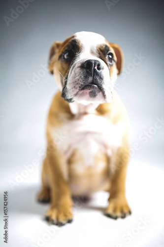 Cute Bulldog Puppy Posing for the Camera