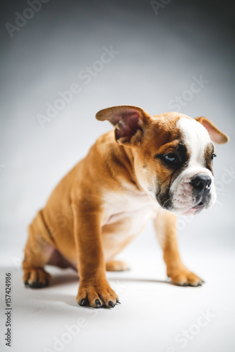 Cute Bulldog Puppy Posing for the Camera © Erik