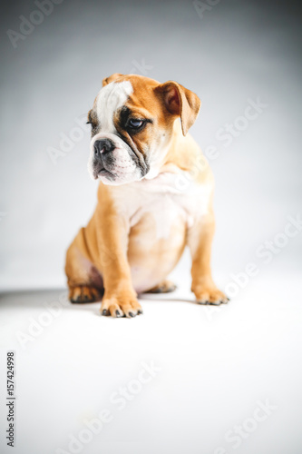Cute Bulldog Puppy Posing for the Camera © Erik