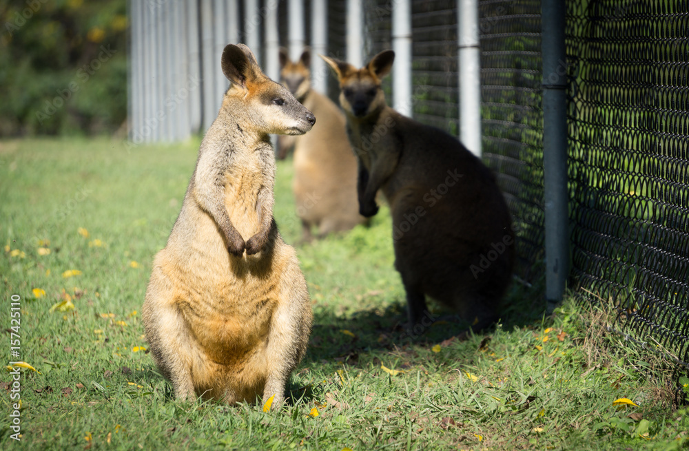 Naklejka premium Two beautiful wallabies at the zoo, Brisbane, Australia, Travel